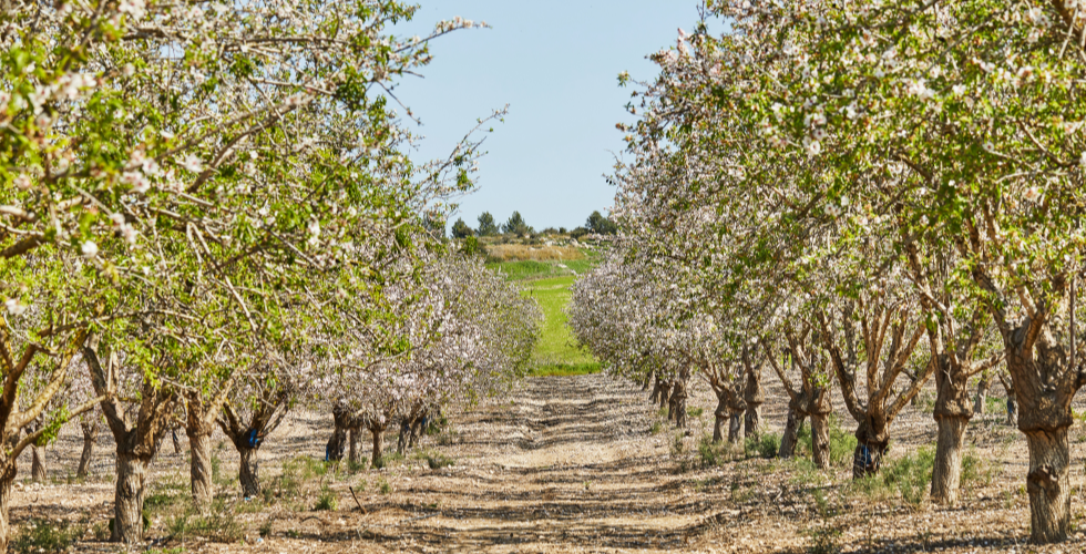 Almendros bordeando un camino